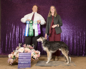 NWFest 2024 win photo by Hillary Tregillus. Winners dog (new title), Best of Winners, Award of Merit, and Best Bred By Exhibitor. 